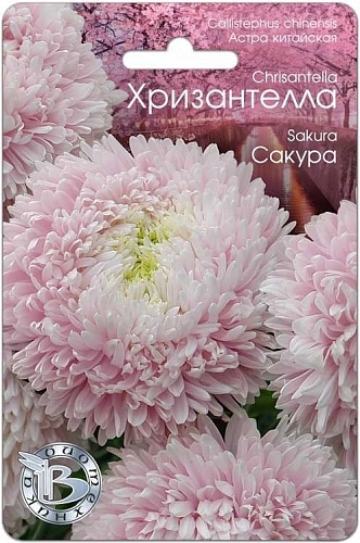 Астра Хризантелла Сакура, 30 шт (Биотехника) Астра Хризантелла Сакура, 30 шт (Биотехника)