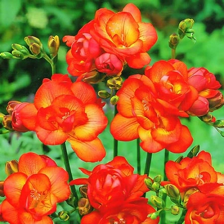 Фрезия Double Red (уп. 10 шт)