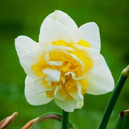 Нарцисс Unique (5 шт. в уп.)