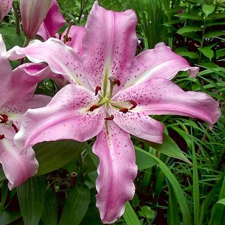 Лилия Josephine (уп. 1 шт)