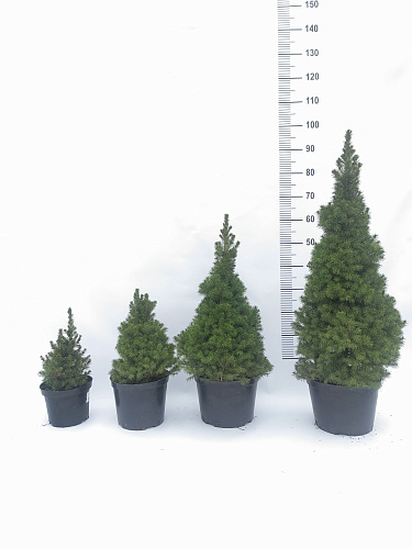 Ель канадская Коника (Conica) 50 см Ель канадская Коника (Conica) 50 см