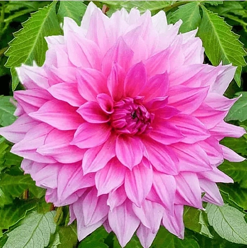 Георгина Rosella (уп. 1 шт) Георгина Rosella (уп. 1 шт)