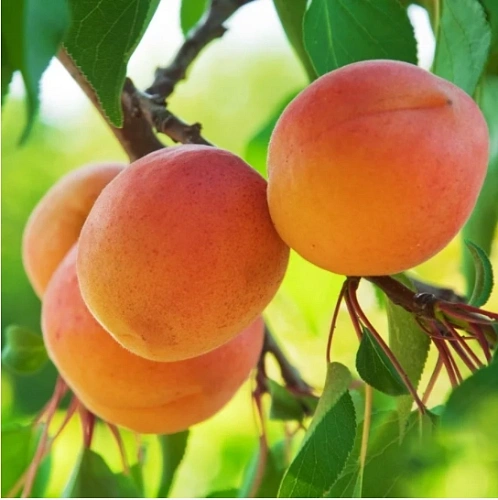 Абрикос Дебют Абрикос Дебют