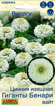 Цинния Гиганты Бенари вайт 7 шт (АЭЛИТА) Цинния Гиганты Бенари вайт 7 шт (АЭЛИТА)