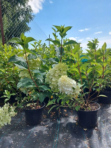 Гортензия Vanilla Fraise метельчатая С3 Гортензия Vanilla Fraise метельчатая С3