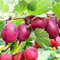 Крыжовник красный Ра100 на штамбе С3 Крыжовник красный Ра100 на штамбе С3
