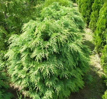 Кипарисовик Глобоза Лавсона