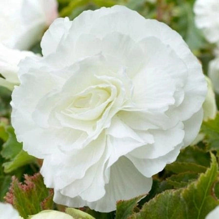 Бегония Double White (уп. 2 шт)