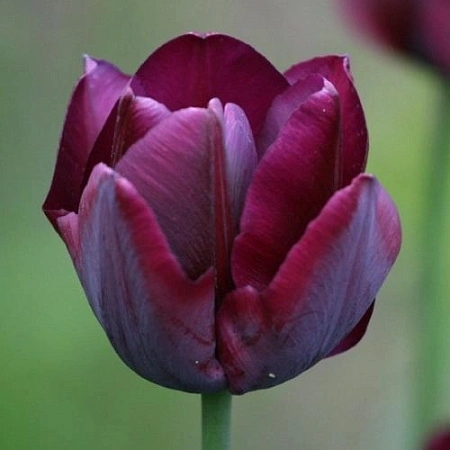 Тюльпан Ronaldo (5 шт. в уп.)