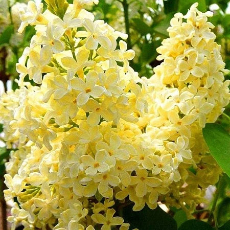 Сирень Примроуз (Primrose) С2