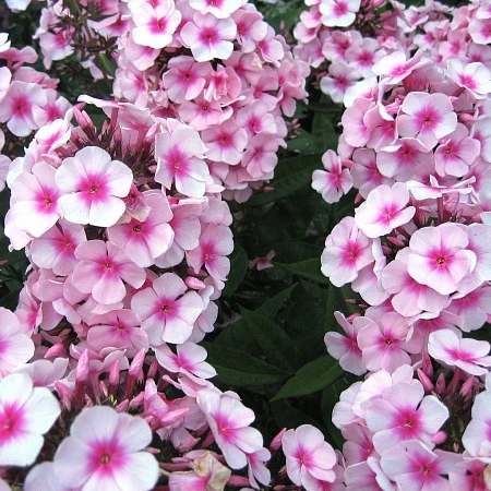 Флокс Paniculata Pink