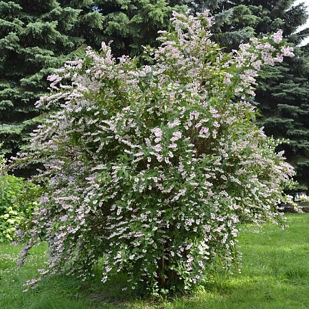 Дейция шершавая Rosea Plena 40-60 см