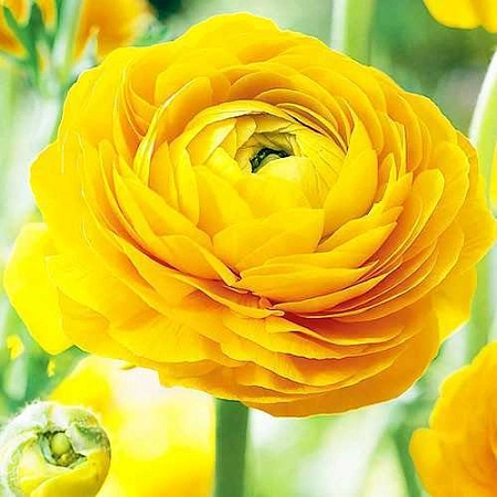 Ранункулюс азиатский Aviv Jaune