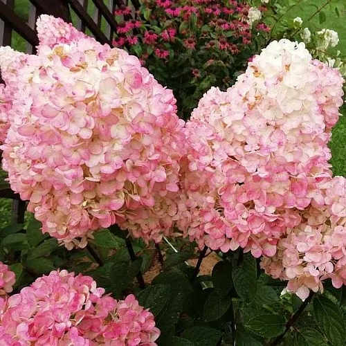 Гортензия Мэджикал Свит Саммер (Magical Sweet Summer) метельчатая Гортензия Мэджикал Свит Саммер (Magical Sweet Summer) метельчатая