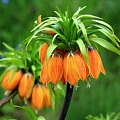 Фритиллярия (рябчик) Striped Beauty (1 шт. в уп.) Фритиллярия (рябчик) Striped Beauty (1 шт. в уп.)