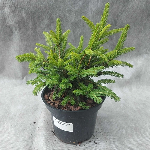 Ель Пумила Глаука d-20 см обыкновенная Ель Пумила Глаука d-20 см обыкновенная