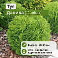 Туя Даника (Danica) шаровидная С3 20-30 см