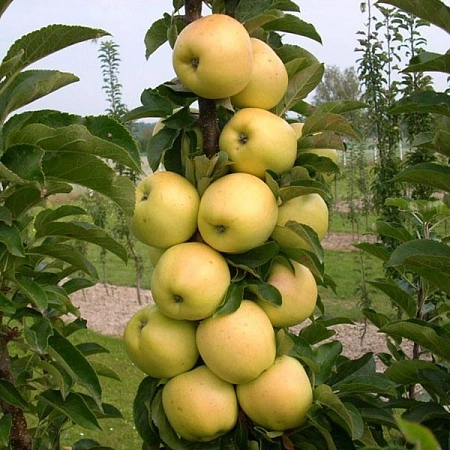 Яблоня Медок (колоновидная)