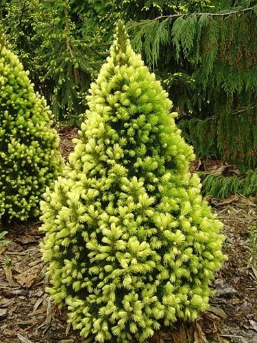 Ель канадская Рэйнбоуз Энд 30-40 см Ель канадская Рэйнбоуз Энд 30-40 см