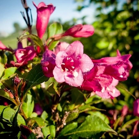 Вейгела Румба (Rumba) цветущая