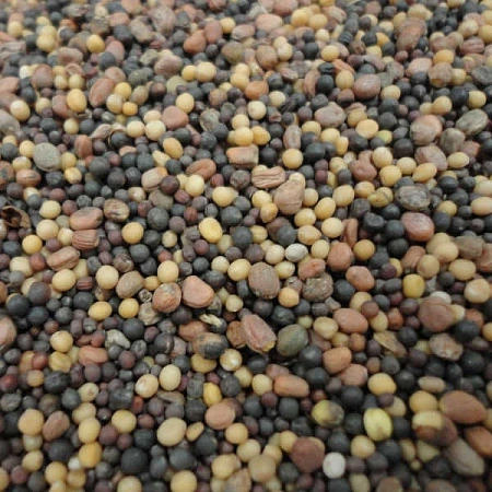 Смесь сидератов (рапс, редька масличная, горчица белая), 1 кг