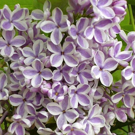 Сирень Лила Вандер (Lila Wande) 40-50 см С3