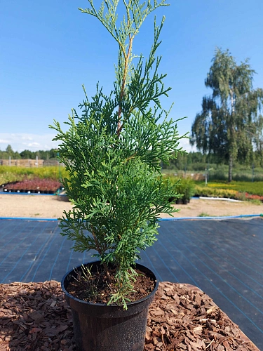 Туя западная Колумна (Columna) 50-70 см Туя западная Колумна (Columna) 50-70 см