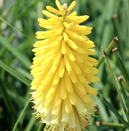 Книфофия Lucky Lemons (уп. 1 шт)