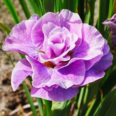 Ирис Siberica Pink Parfait (1 шт. в уп.)