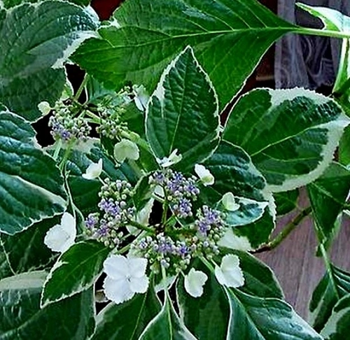 Гортензия Альбомаргината пестролистная Гортензия Альбомаргината пестролистная