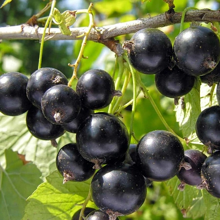 Смородина черная Память Вавилова Смородина черная Память Вавилова