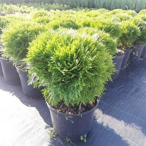 Туя Даника шаровидная С5 30-35 см Туя Даника шаровидная С5 30-35 см