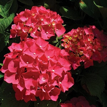 Саженцы гортензии крупнолистной Royal Red