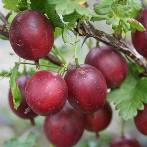 Крыжовник Северный капитан С3 Крыжовник Северный капитан С3