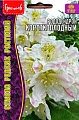 Рододендрон Короткоплодный, 20 шт (Ред сем) Рододендрон Короткоплодный, 20 шт (Ред сем)