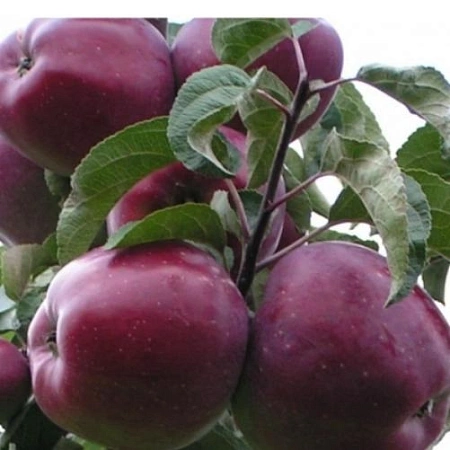 Яблоня Имант кисло-сладкий