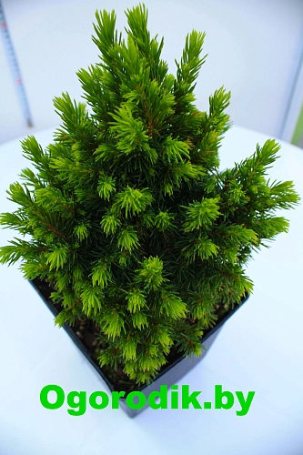 Ель канадская Альберта Глоб (Alberta Globe) 30-40 см Ель канадская Альберта Глоб (Alberta Globe) 30-40 см