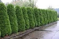 Туя Брабант западная 120-130 см ОКС Туя Брабант западная 120-130 см ОКС