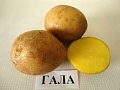 Картофель Гала семенной (элита), 5 кг Картофель Гала семенной (элита), 5 кг