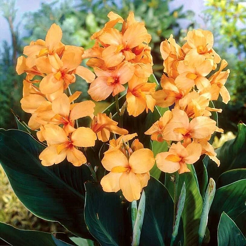 Канна Apricot Dream (уп. 1 шт) Канна Apricot Dream (уп. 1 шт)