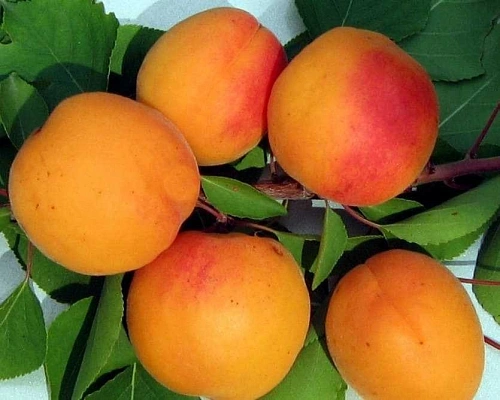 Абрикос Память Шевчука Абрикос Память Шевчука