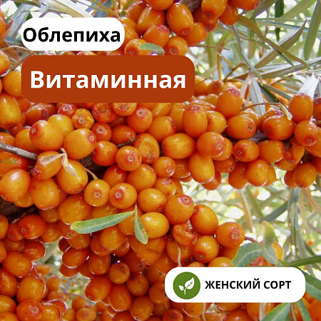 Облепиха Витаминная С3
