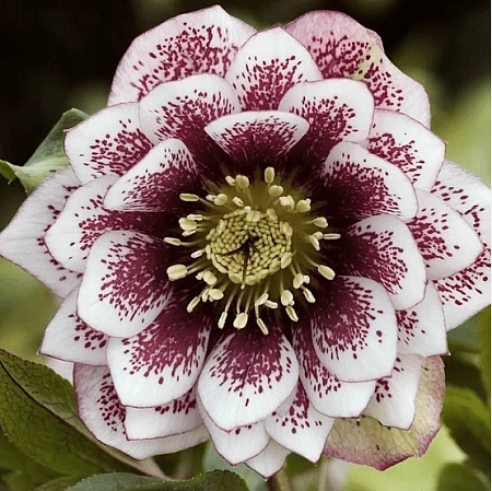 Морозник Double Ellen Pink Spotted (уп. 1 шт)