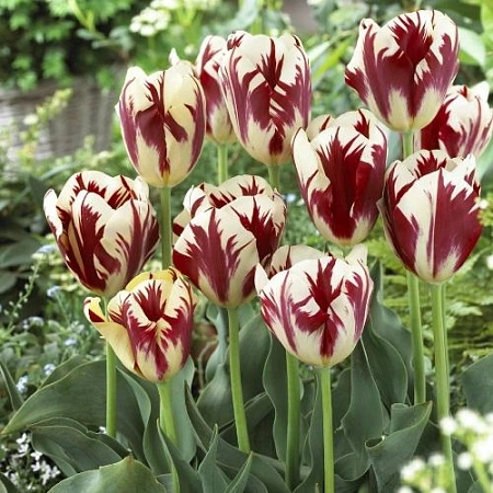 Тюльпан Grand Perfection