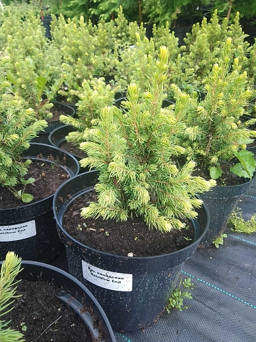 Ель канадская Рэйнбоуз Энд (Rainbow's End) 20-30 см в горшке Ель канадская Рэйнбоуз Энд (Rainbow's End) 20-30 см в горшке