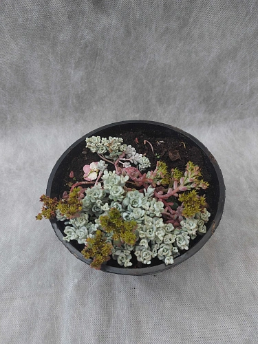 Очиток (Седум) Cape Blanco лапчатолистный Очиток (Седум) Cape Blanco лапчатолистный