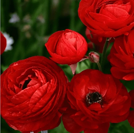 Ранункулюс Red (уп. 10 шт)
