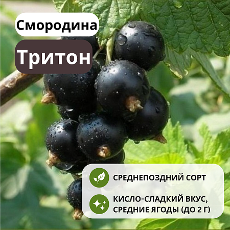 Смородина Тритон черная С3 Смородина Тритон черная С3