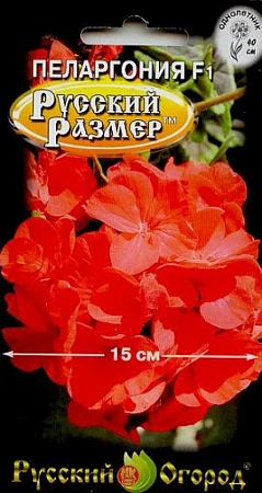 Пеларгония Русский размер F1 5 шт