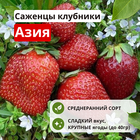 Клубника Азия